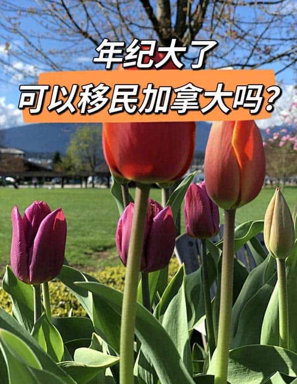 年纪是道坎!年纪大了可以移民加拿大吗? 年纪是道坎!年纪大了可以移民加拿大吗?